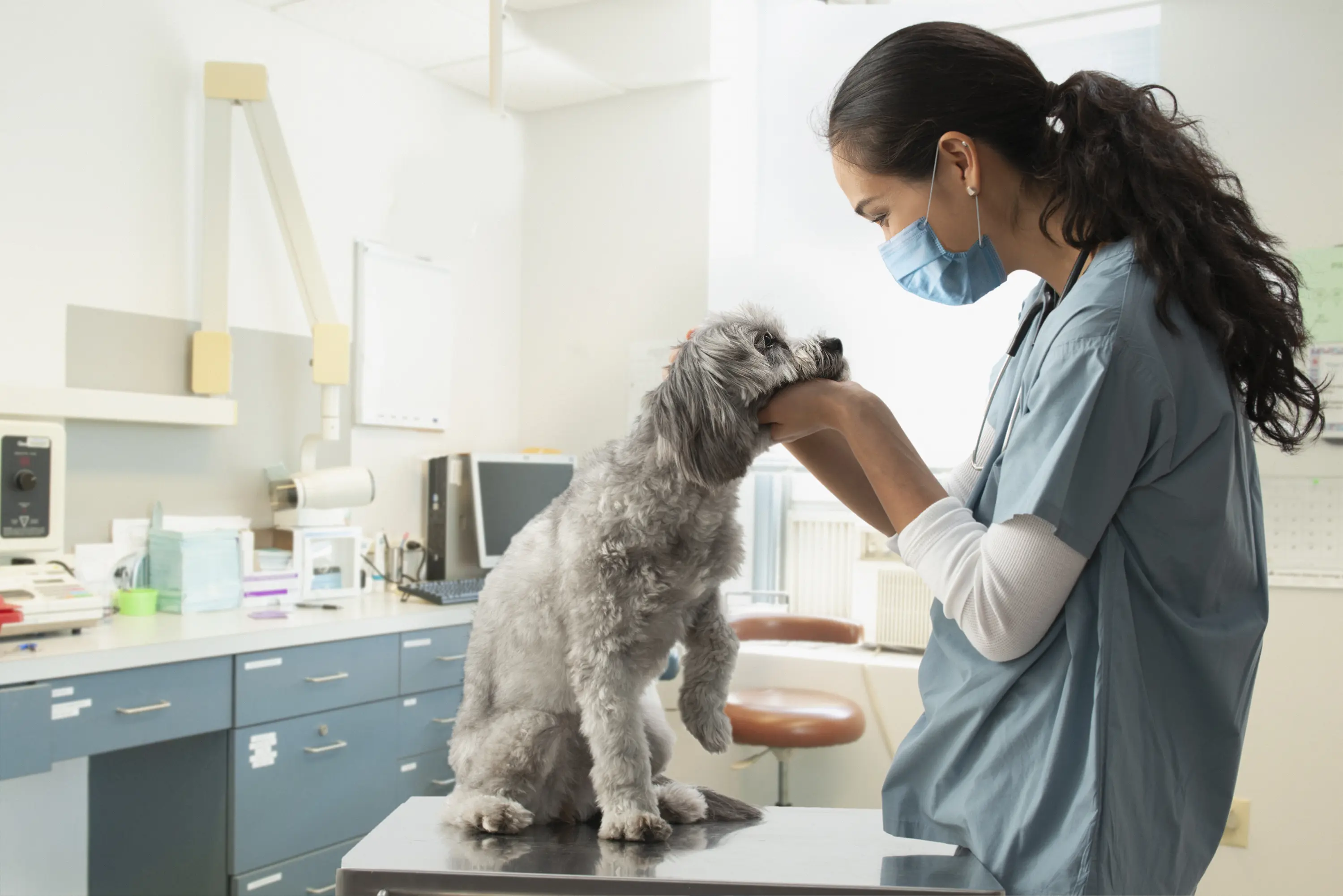 veterinarian examining dog